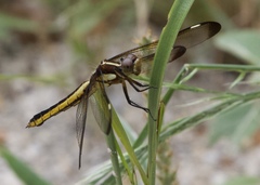 Libellula cyanea