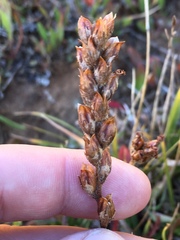 Pedicularis attollens