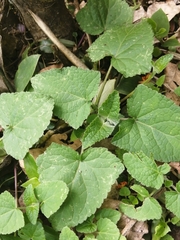 Salvia scutellarioides