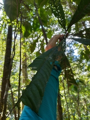 Pausandra trianae