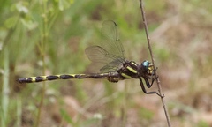 Cordulegaster obliqua