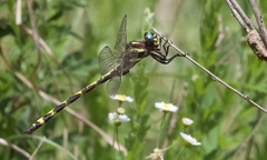 Cordulegaster obliqua