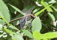 Gomphurus ozarkensis