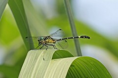 Austrogomphus prasinus