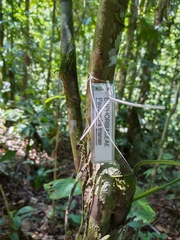 Pausandra trianae