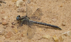 Phanogomphus oklahomensis