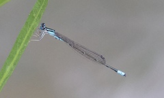 Enallagma divagans