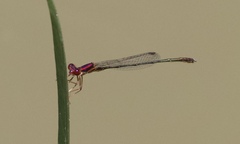 Enallagma dubium