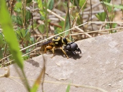Laphria saffrana