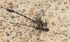 Progomphus obscurus