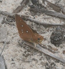 Hesperilla trimaculata