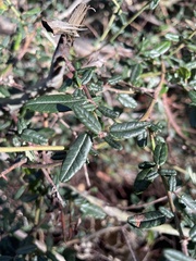 Ceanothus parryi