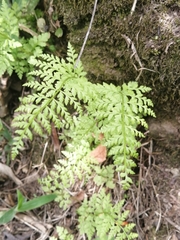 Cystopteris fragilis