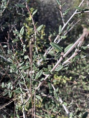 Ceanothus parryi