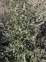 Ceanothus parryi