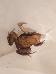 Physalaemus fischeri