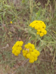 Nidorella