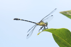 Austrogomphus prasinus