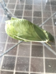 Cystosoma saundersii