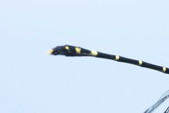 Austrogomphus prasinus