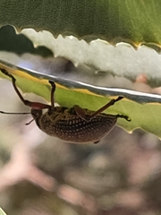 Catasarcus asphaltinus