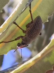 Catasarcus asphaltinus