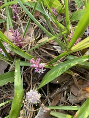 Liriope spicata