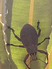 Catasarcus asphaltinus