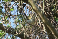 Camaroptera brachyura