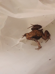 Physalaemus fischeri