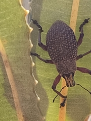 Catasarcus asphaltinus