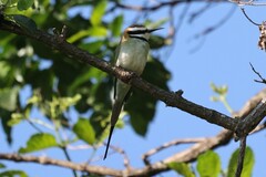 Merops albicollis