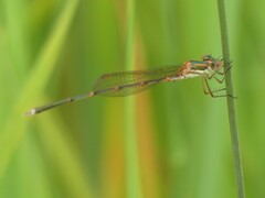 Austrolestes analis