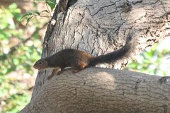 Heliosciurus rufobrachium
