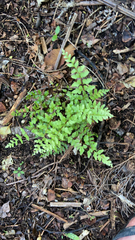 Lindsaea trichomanoides