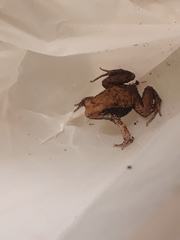 Physalaemus fischeri