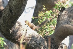 Heliosciurus rufobrachium