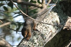 Heliosciurus rufobrachium