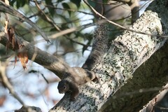 Heliosciurus rufobrachium