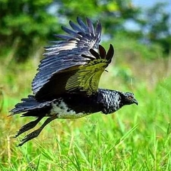 Anhima cornuta