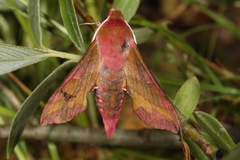 Deilephila porcellus