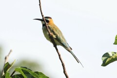 Merops albicollis
