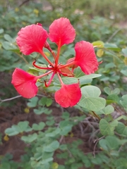 Bauhinia galpinii