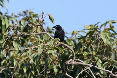 Ploceus nigerrimus