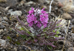 Pedicularis lanata
