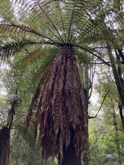Dicksonia fibrosa