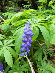 Muscari