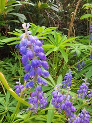 Muscari