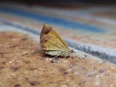 Chrysolarentia mecynata