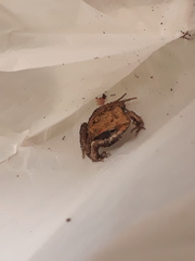 Physalaemus fischeri